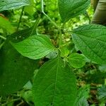 Physalis longifolia Leaf