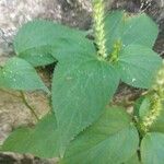 Acalypha polystachya 葉