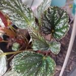 Begonia aconitifolia ᱥᱟᱠᱟᱢ