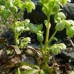 Helleborus argutifolius Habit