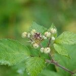 Rubus vestitus ഇല