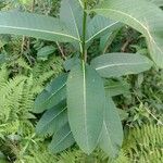 Asclepias variegata Лист