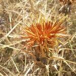 Centaurea ornata Blodyn