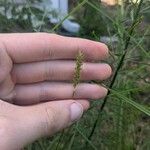 Setaria parviflora Ffrwyth