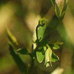 Mecardonia acuminata Хабит