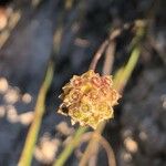 Cephalaria leucantha Fruit