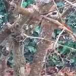 Callicarpa dichotoma Kabuk