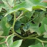 Solanum dimidiatum Bark