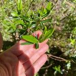 Kalmia polifolia 葉