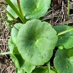 Umbilicus rupestris Leaf