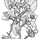 Rubus bifrons 其他