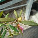 Rhododendron caliginis Leaf