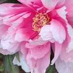 Paeonia × suffruticosa Квітка