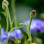 Cyanus segetum Flower