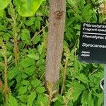 Pterostyrax hispidus Cortiza