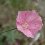 Convolvulus cantabrica പുഷ്പം