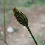 Bidens subalternans Plod