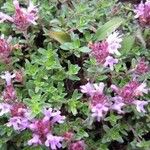 Thymus praecox Habitus