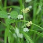 Carex japonica Flor