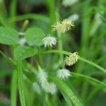 Carex japonica