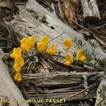 Cytisus ardoinoi Other