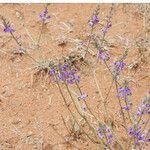 Neorautanenia mitis Hábito