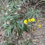 Senecio pterophorus Flower