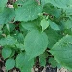 Solidago flexicaulis Folla