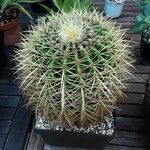 Echinocactus grusonii Kora