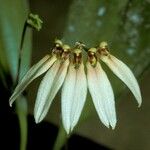Bulbophyllum flabellum-veneris Kukka