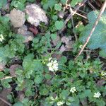 Cardamine oligosperma Агульны выгляд