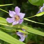 Alophia silvestris Flower