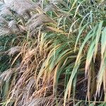 Miscanthus sacchariflorus 葉