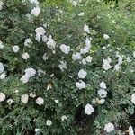 Rosa spinosissima Tervik taim
