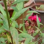 Celosia argentea Feuille