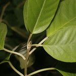 Itzaea sericea Hoja