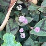 Persicaria capitata Blüte