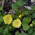 Merremia umbellata Habitus