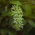 Petrea volubilis Цвят