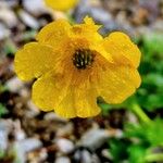 Ranunculus montanus Kwiat