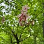 Rhododendron periclymenoides Квітка