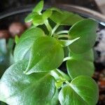 Peperomia scandens Leaf