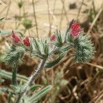 Echium angustifolium ᱵᱟᱦᱟ