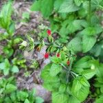 Salvia coccineaFlower