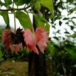 Crantzia cristata Λουλούδι