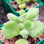 Cotyledon tomentosa Hoja