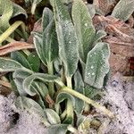 Stachys germanica Blad