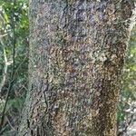 Pittosporum undulatum 樹皮