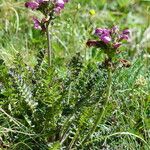 Pedicularis gyroflexa Облик