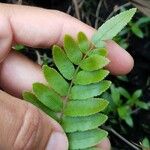 Telmatoblechnum serrulatum Leaf
